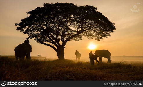 Thailand Countryside; Silhouette elephant on the background of sunset, elephant Thai in Surin Thailand.