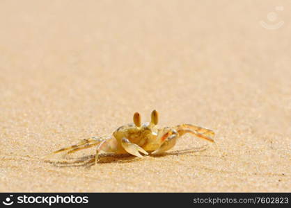 Thailand ghost crab (Ocypode ceratophalama) on the beach