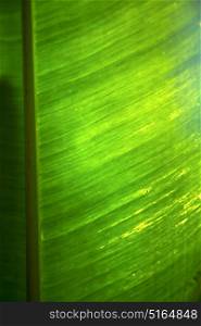 thailand in the light abstract leaf and his veins background of a green black kho samui bay