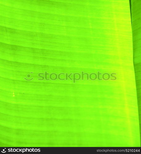 thailand in the light abstract leaf and his veins background of a green black kho samui bay