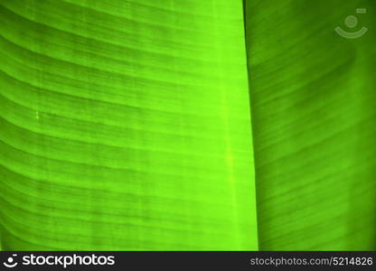 thailand in the light abstract leaf and his veins background of a green black kho samui bay