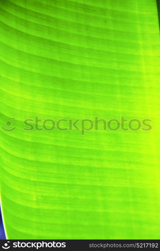 thailand in the light abstract leaf and his veins background of a green black kho samui bay