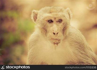Thailand monkey lives in natural forest background - tone vintage