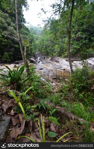 thailand national park jungle