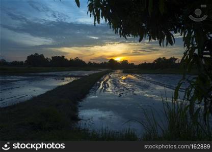Thailand paddy field with sunset