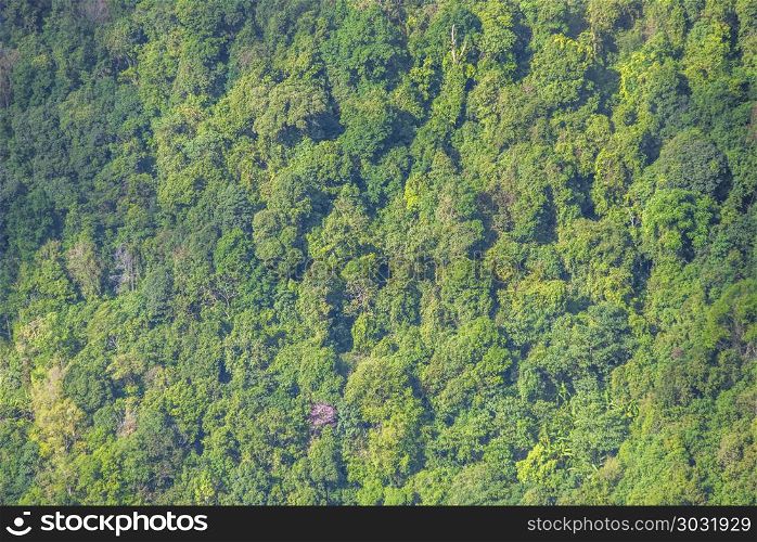 Thailand tropical forest landscape view