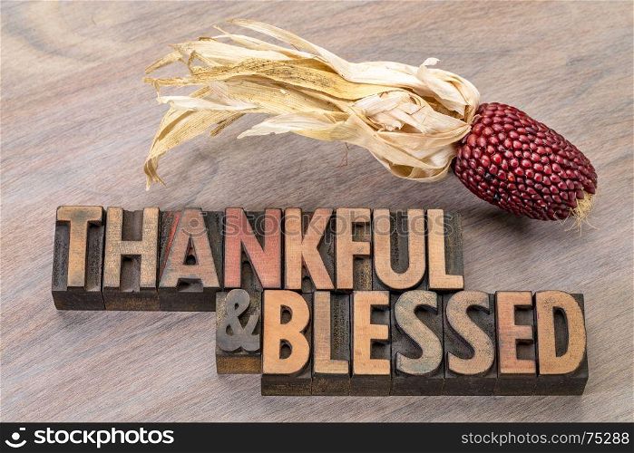 thankful and blessed - Thanksgiving theme - word abstract in vintage letterpress wood type with an ear of decorative strawberry corn