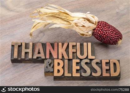 thankful and blessed - Thanksgiving theme - word abstract in vintage letterpress wood type with an ear of decorative strawberry corn