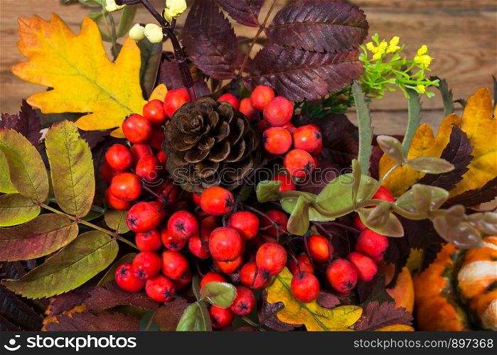 Thanksgiving background with cones, yellow flowers, red rowan berries and oak leaves, top view