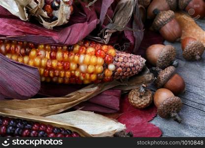 Thanksgiving corn with acorns and leaves
