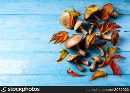 Thanksgiving or fall background with forest mushrooms and fall l. Thanksgiving or fall background with forest mushrooms and fall leaves. Fresh forest picking mushrooms on the blue wooden background. Copy space.