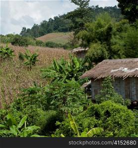 Thatched roof house in a field, Chiang Dao, Chiang Mai Province, Thailand