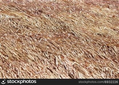 thatched roof of a cottage made from dry grass as background