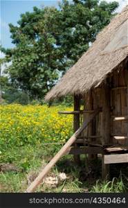 Thatched roofed stilt house in a field, Chiang Dao, Chiang Mai Province, Thailand