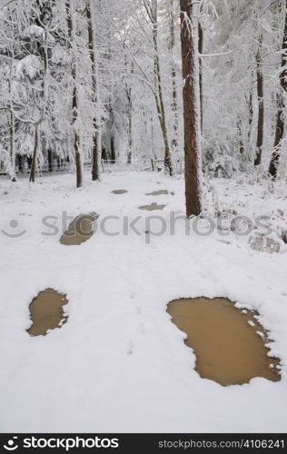 Thawing puddles in a snow covered woodland