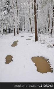 Thawing puddles in a snow covered woodland