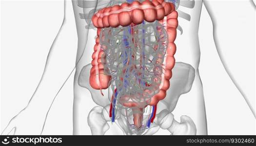 The abdomen is the region of the trunk between the thorax and pelvis. 3D rendering. The abdomen is the region of the trunk between the thorax and pelvis.