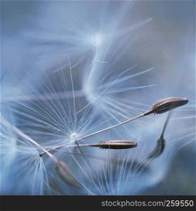 the abstract dandelion flower in the garden