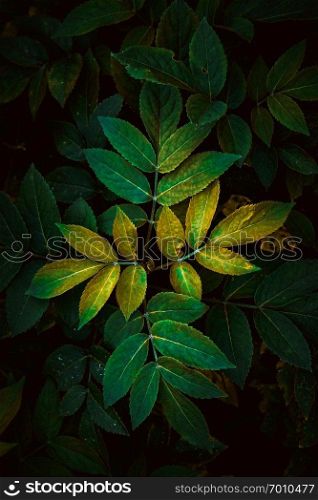 the abstract green plant leaves texture