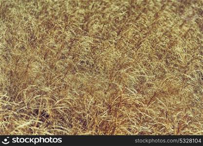 the abstract texture of a yellow grass like autumn concept