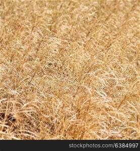 the abstract texture of a yellow grass like autumn concept