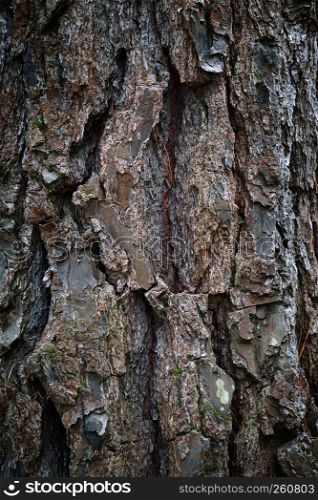 the abstract tree trunk texture pattern
