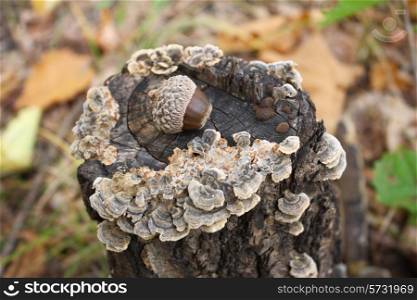 The acorn lies on the foozle with mushrooms against autumn foliage.