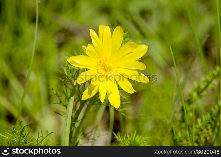 The adonis spring a herb blossoms