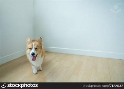 The adorable dog corgi stood and smiled in the corner of the living room after training.Clever corgi dog to learn, rest after learning the command.