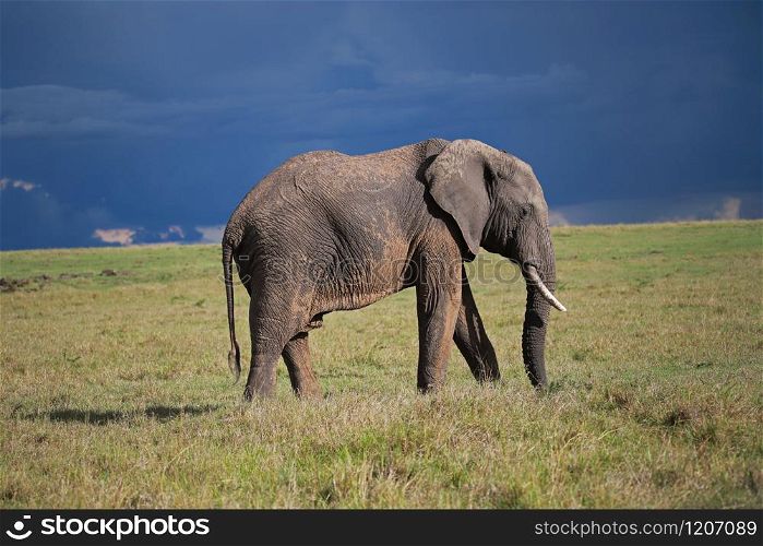 The African elephant, Loxodonta, Maasai Mara National Reserve, Kenya