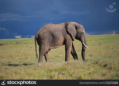 The African elephant, Loxodonta, Maasai Mara National Reserve, Kenya