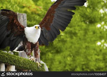 The African fish eagle also known as the African sea eagle or Haliaeetus vocifer trained by means of falconry, perched on a branch about to fly. The African fish eagle perched on a branch about to fly