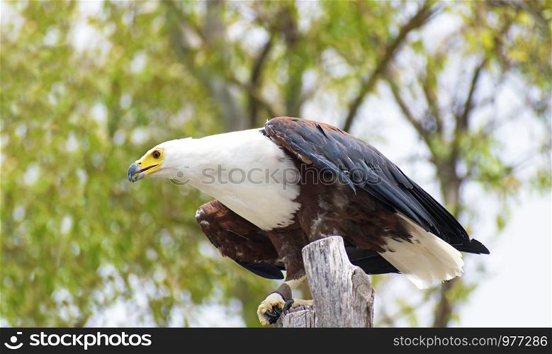The African fish eagle also known as the African sea eagle or Haliaeetus vocifer trained by means of falconry, perched on a branch tree.. The African fish eagle atrained by means of falconry, perched on a branch .