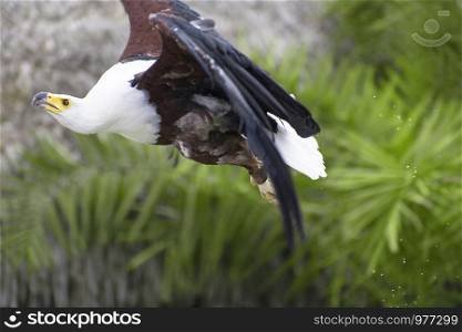 The African fish eagle also known as the African sea eagle or Haliaeetus vocifer flying in nature in Spain. The African fish eagle atrained flying over trees