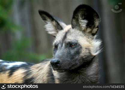 The African wild dog (Lycaon pictus)