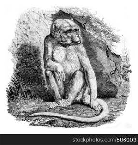 The albino monkey, a menagerie of the Museum of Natural History, vintage engraved illustration. Magasin Pittoresque 1842.