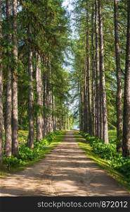 The alley of larches in the Solovetsky Botanical garden in a summer Sunny day.