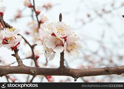 The almond tree pink flowers with branches