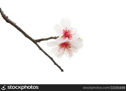 The almond tree pink flowers with branches