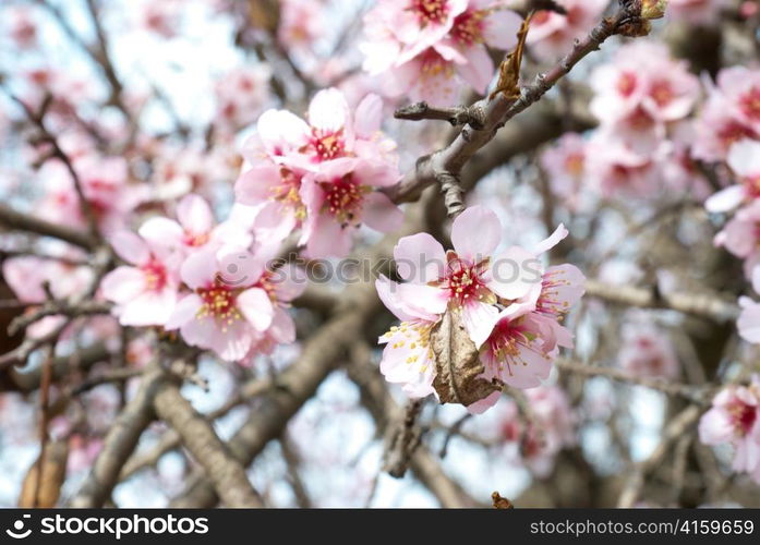 The almond tree pink flowers with branches