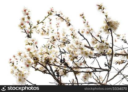 The almond tree pink flowers with branches isolated on white.