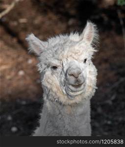 The Alpaca (Vicugna pacos) is a species of South American camelid, similar and often confused with the llama. However, alpacas are often noticeably smaller than llamas