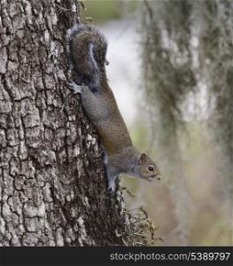 The American Gray Squirrel On A Tree
