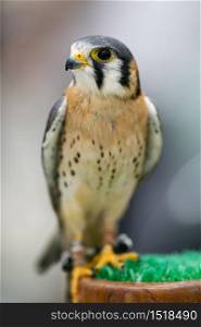 The American kestrel (Falco sparverius) is smallest falcon