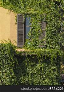 The ancient style window with climber plants.