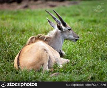 the antelope lies on a grass