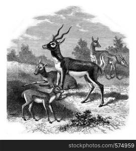 The antelope of India, or to bezoar antelope, vintage engraved illustration. Magasin Pittoresque 1880.