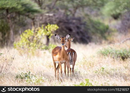 The antelopes in the grass landscape of Kenya. Some antelopes in the grass landscape of Kenya