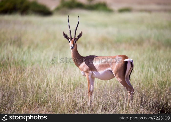 The antelopes in the grass landscape of Kenya. Some antelopes in the grass landscape of Kenya