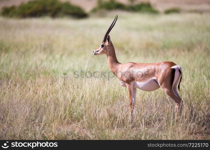 The antelopes in the grass landscape of Kenya. Some antelopes in the grass landscape of Kenya